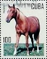 Holsteiner Horse (Equus ferus caballus)