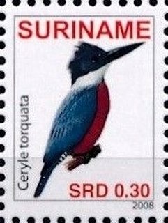 Stamp, Ringed Kingfisher (Megaceryle torquata), Suriname,  , Birds