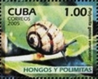 Land Snail (Polymita versicolor)
