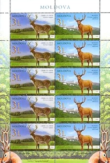 Sika Deer (Cervus nippon), Siberian Wapiti (Cervus elaphus s