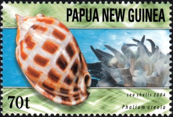 Checkerboard Bonnet (Phalium areola)