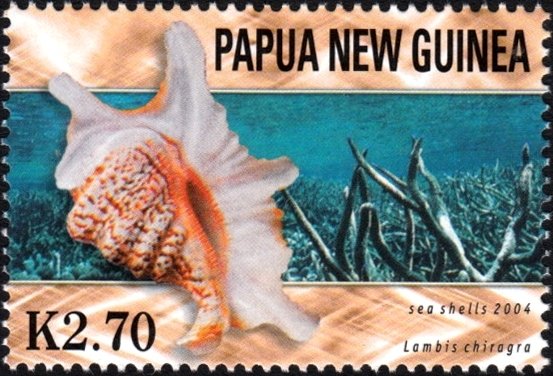 Chiragra Spider Conch (Lambis chiragra)