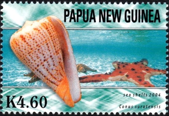 Surat Cone (Conus suratensis)
