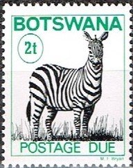 Zebra