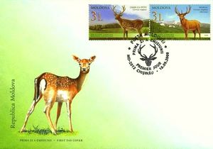 Sika Deer (Cervus nippon), Altai Wapiti (Cervus elaphus sibi