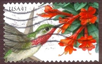Calliope Hummingbird (Selasphorus calliope), Firebush (Hamel