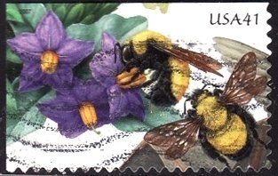 Bumblebee (Bombus sp.), Nightshade (Solanaceae)