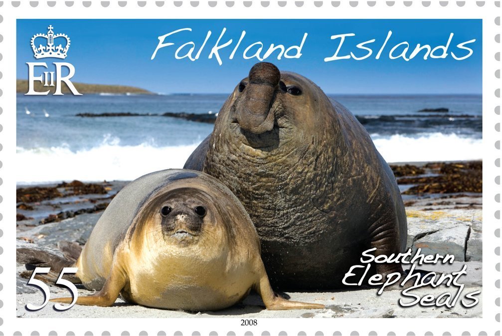 Southern Elephant Seal (Mirounga leonina)