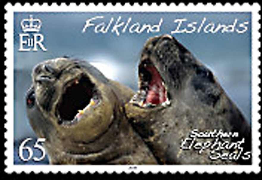 Southern Elephant Seal (Mirounga leonina)