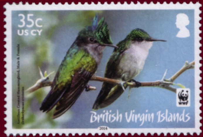 Antillean Crested Hummingbird (Orthorhyncus cristatus)