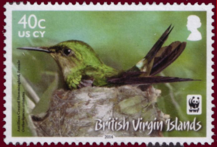 Antillean Crested Hummingbird (Orthorhyncus cristatus)