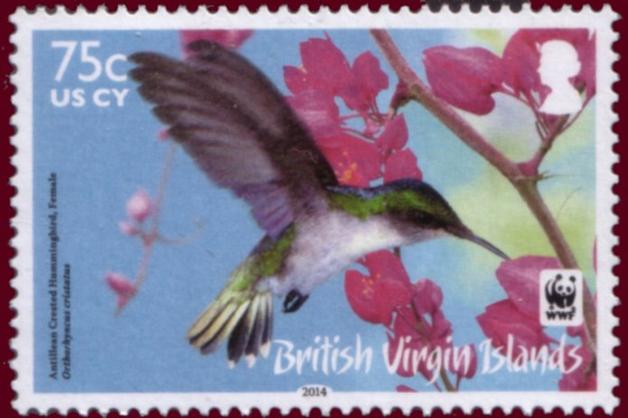 Antillean Crested Hummingbird (Orthorhyncus cristatus)