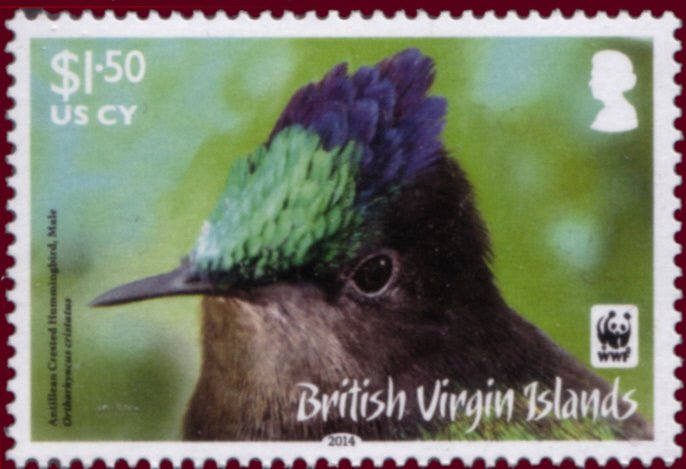 Antillean Crested Hummingbird (Orthorhyncus cristatus)