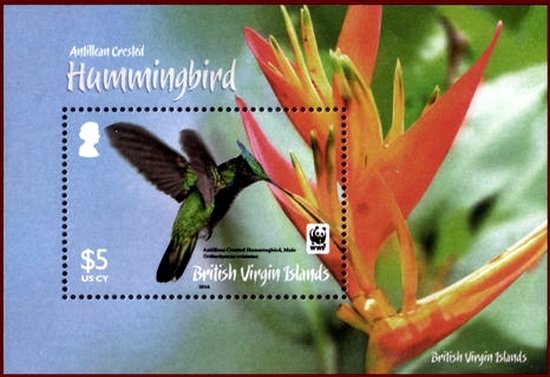 Antillean Crested Hummingbird (Orthorhyncus cristatus)