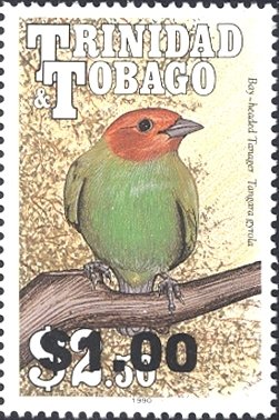 Bay-headed Tanager (Tangara gyrola)