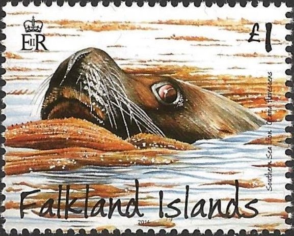 South American Sea Lion (Otaria byronia)
