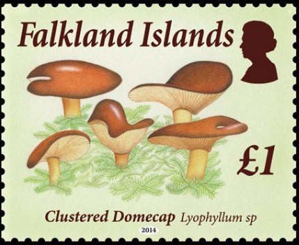 Clustered domecap