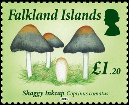 Shaggy inkcap