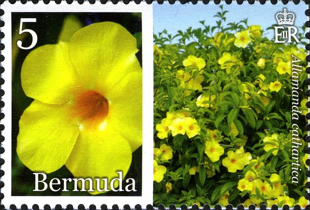 Allamanda cathartica