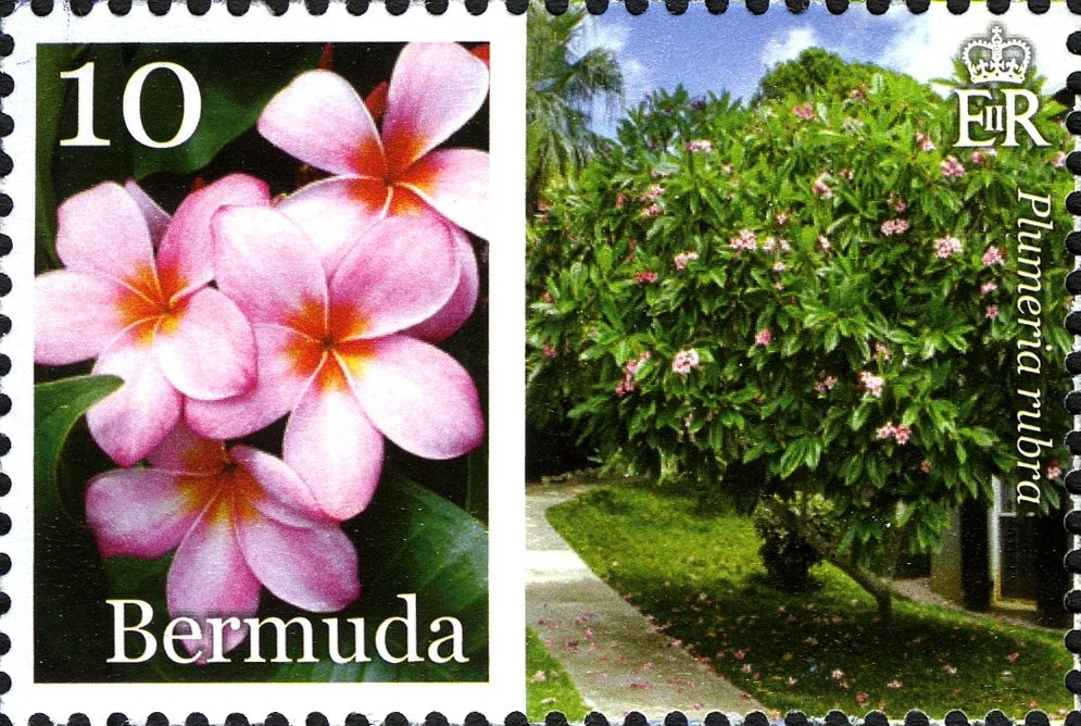 Plumera rubra
