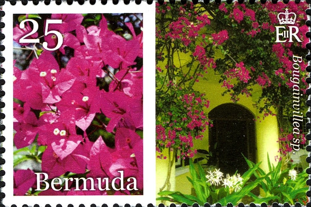 Bougainvillaea sp.