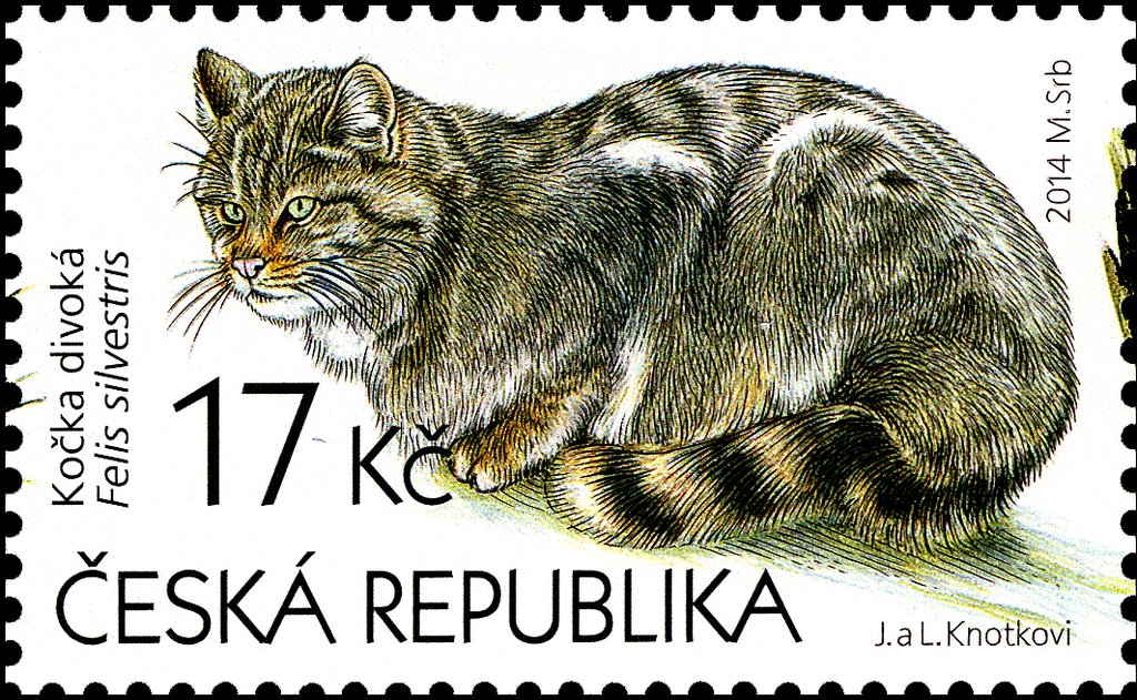 Wildcat (Felis silvestris)