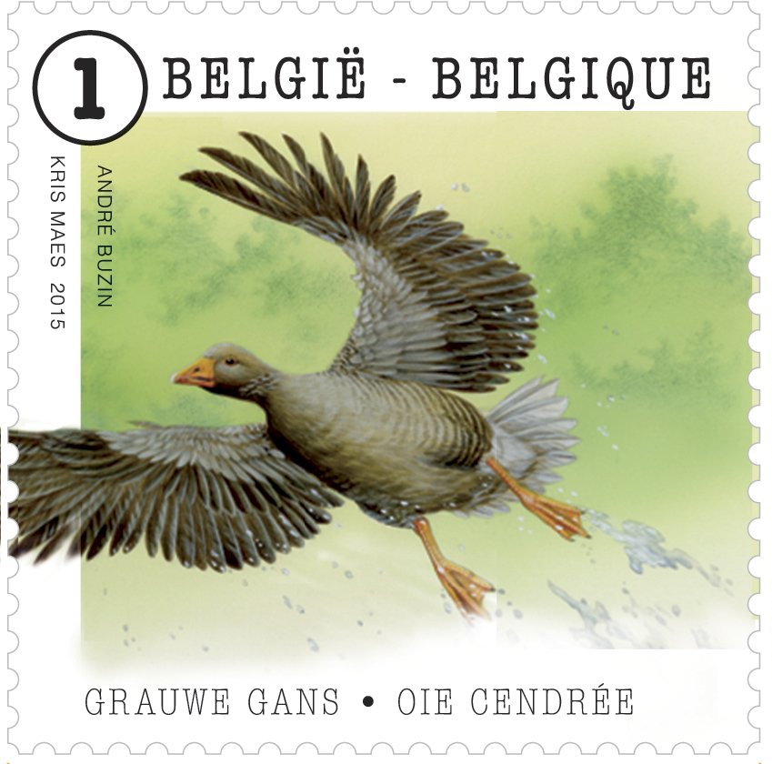 Greylag Goose (Anser anser)