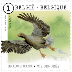 Stamp, Greylag Goose (Anser anser), Belgium,  , Geese