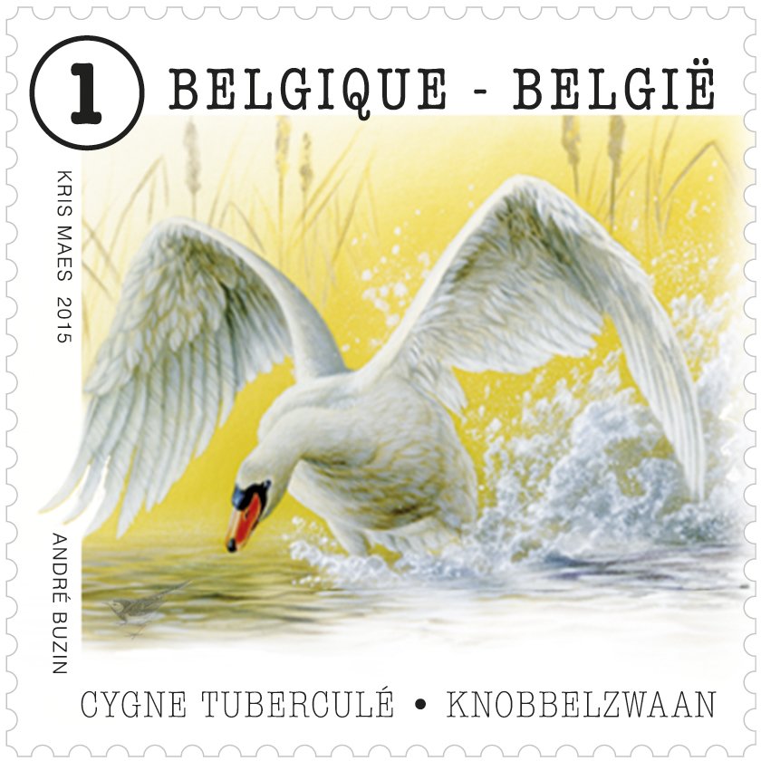 Mute Swan (Cygnus olor)