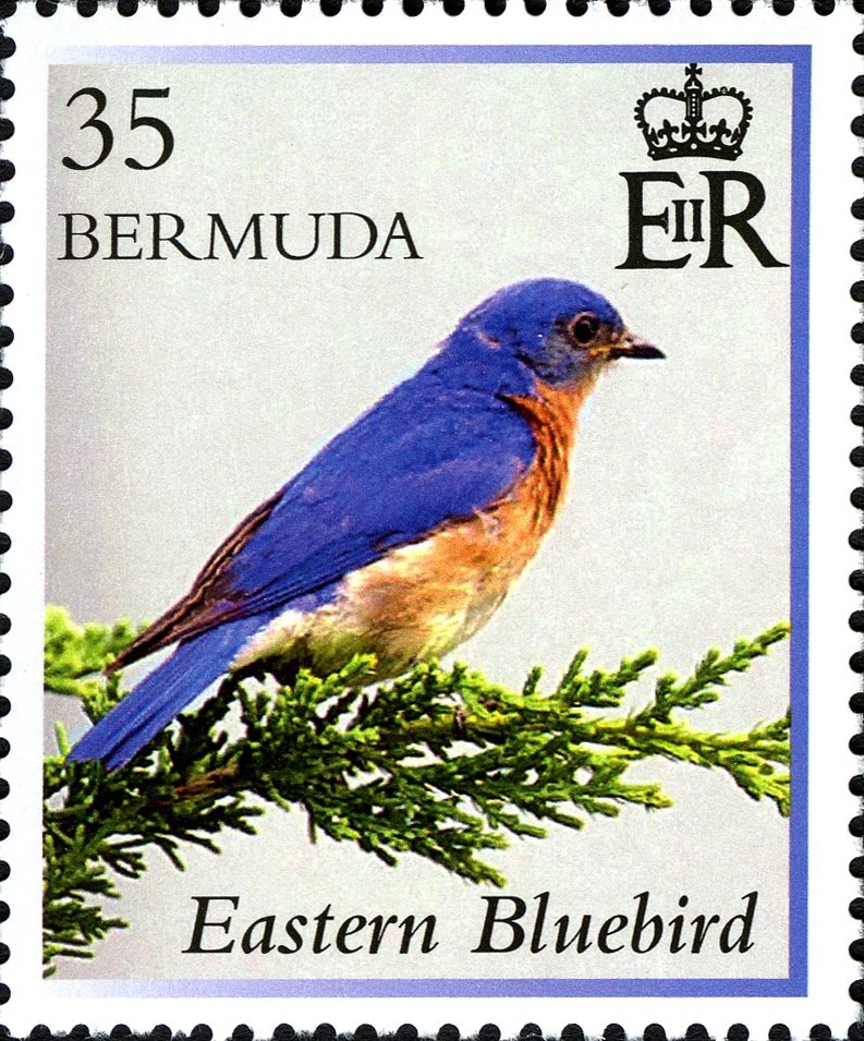 Eastern bluebird