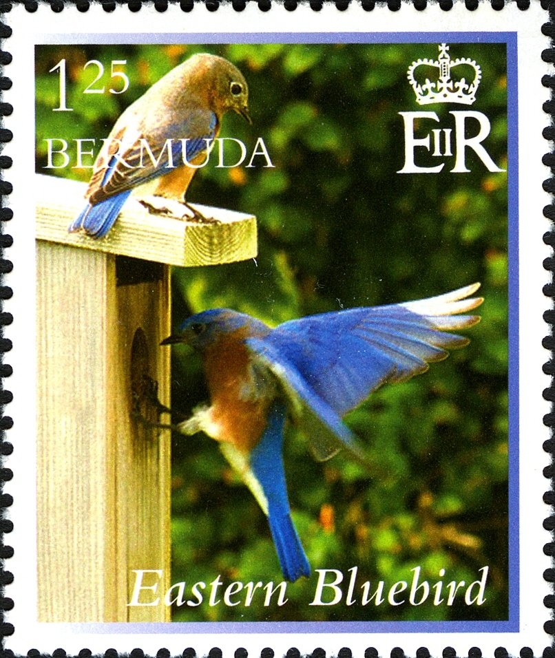 Eastern bluebird