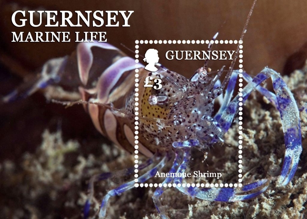 Anemone Shrimp (Periclimenes sp.)