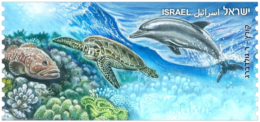 Dusky Grouper, Corals, Green Sea Turtle, Bottlenose Dolphin