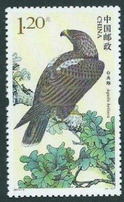 Imperial Eagle (Aquila heliaca)
