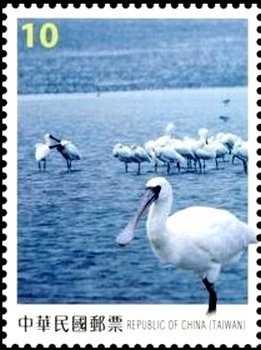 Black-faced Spoonbill (Platalea minor)