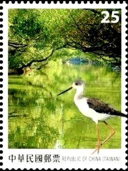 Black-winged Stilt (Himantopus himantopus)