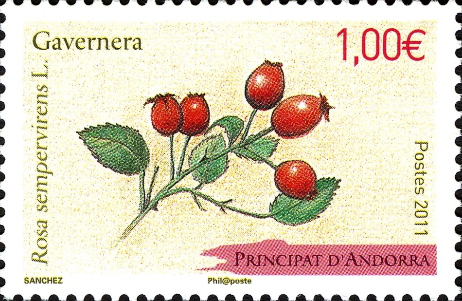Rosa sempervirens