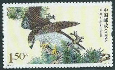 Northern Goshawk (Accipiter gentilis)