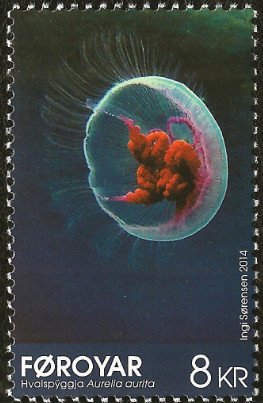 Common Jellyfish (Aurelia aurita) 