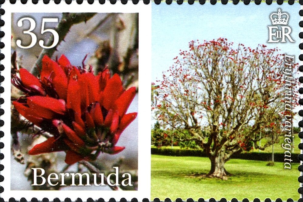 Erythrina variegata