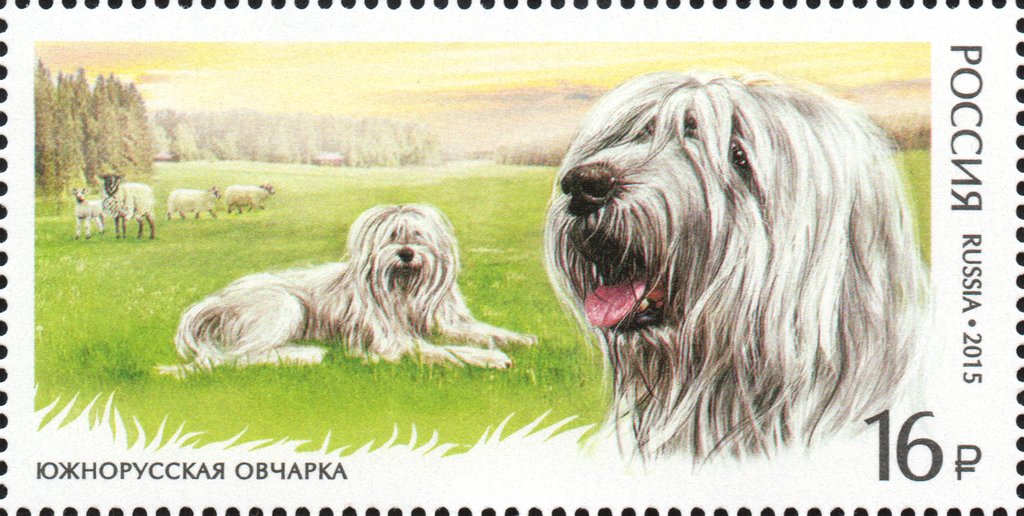 South Russian Ovcharka (Canis lupus familiaris)