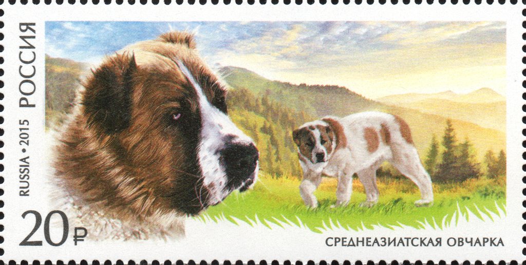 Central Asian Shepherd (Canis lupus familiaris)