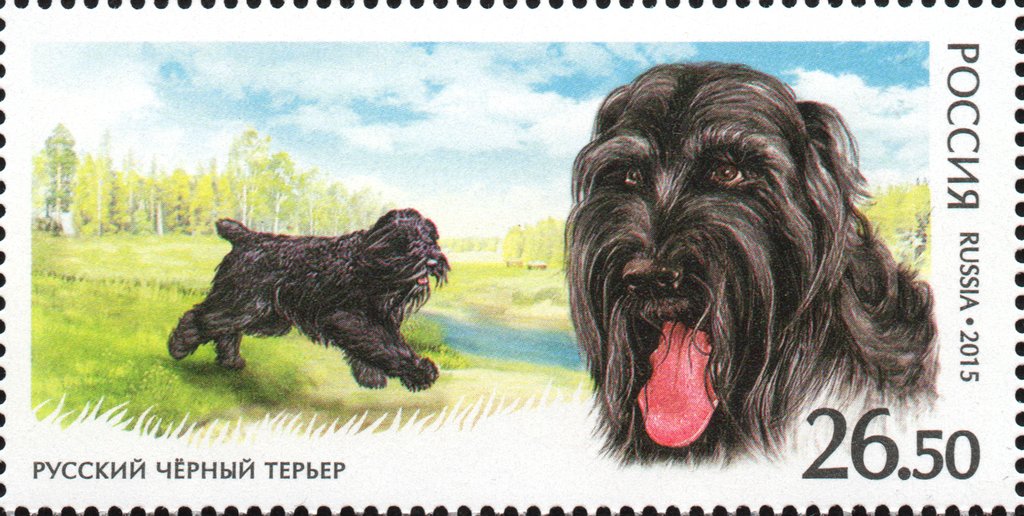 Black Russian Terrier (Canis lupus familiaris)
