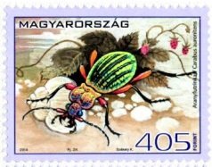 Ground Beetle (Carabus auronitensis)