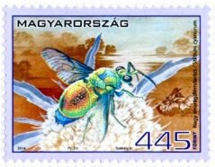 Large Cuckoo Wasp (Stilbum cyanurum)