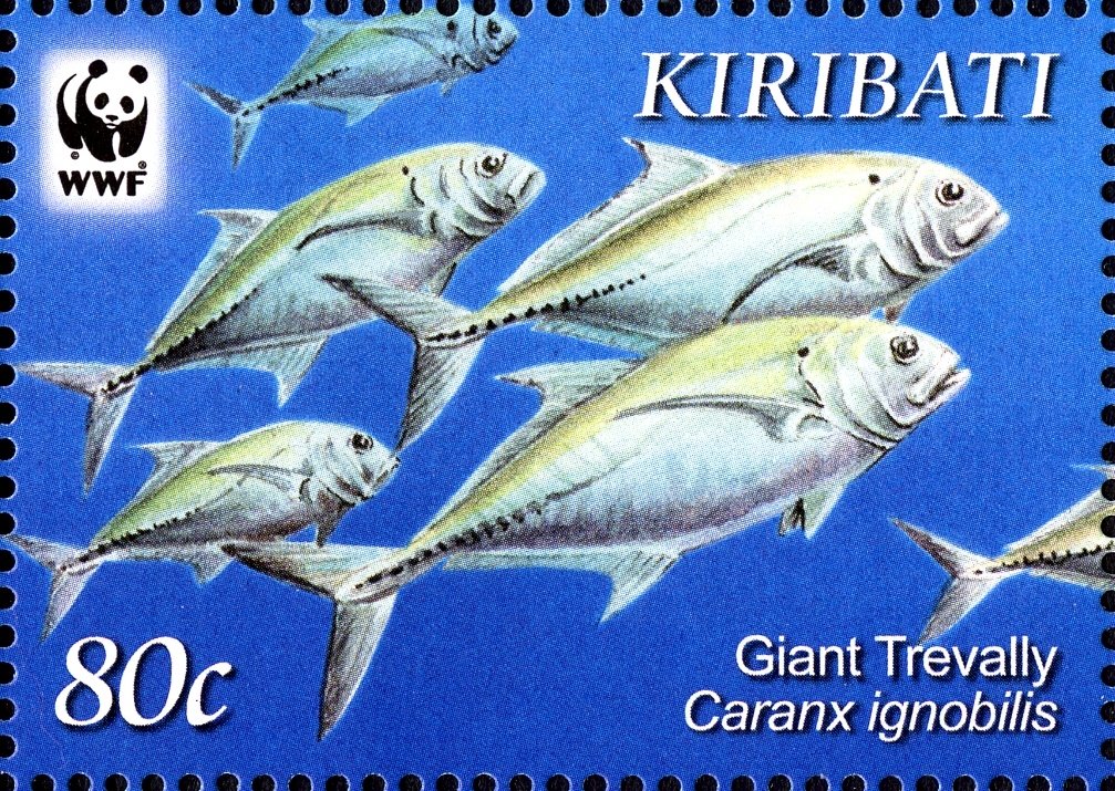 Giant Trevally (Caranx ignobilis)