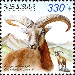 Stamp, Armenian Mouflon (Ovis orientalis gmelinii), Armenia,  , Sheep, Animals (Fauna)