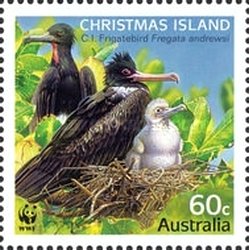 Christmas Frigatebird (Fregata andrewsi)