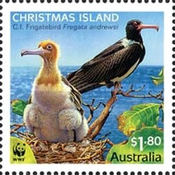 Christmas Frigatebird (Fregata andrewsi)