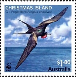 Christmas Frigatebird (Fregata andrewsi)